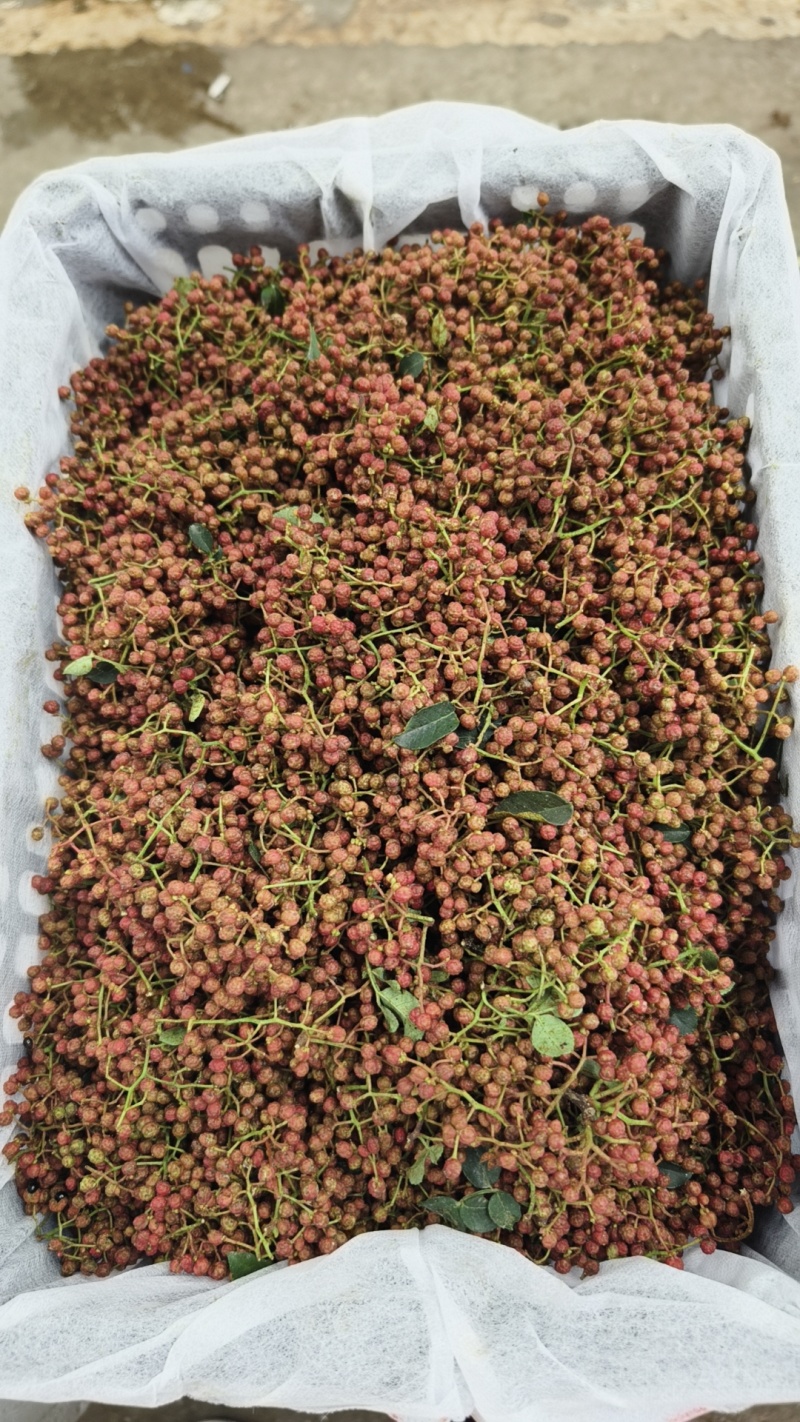 陕西大红袍鲜花椒产地直供品种保障新鲜采摘