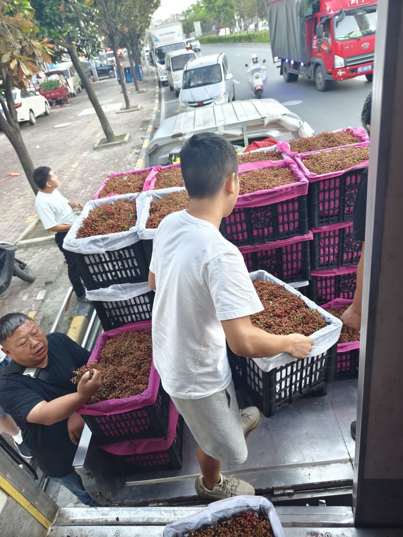 陕西大红袍鲜花椒产地直供品种保障新鲜采摘