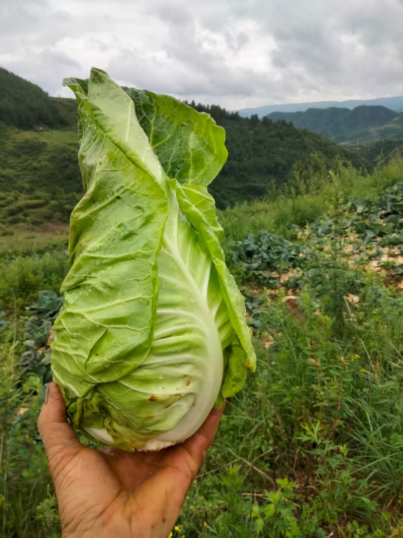云南昭通牛心甘蓝现砍现发产地直供