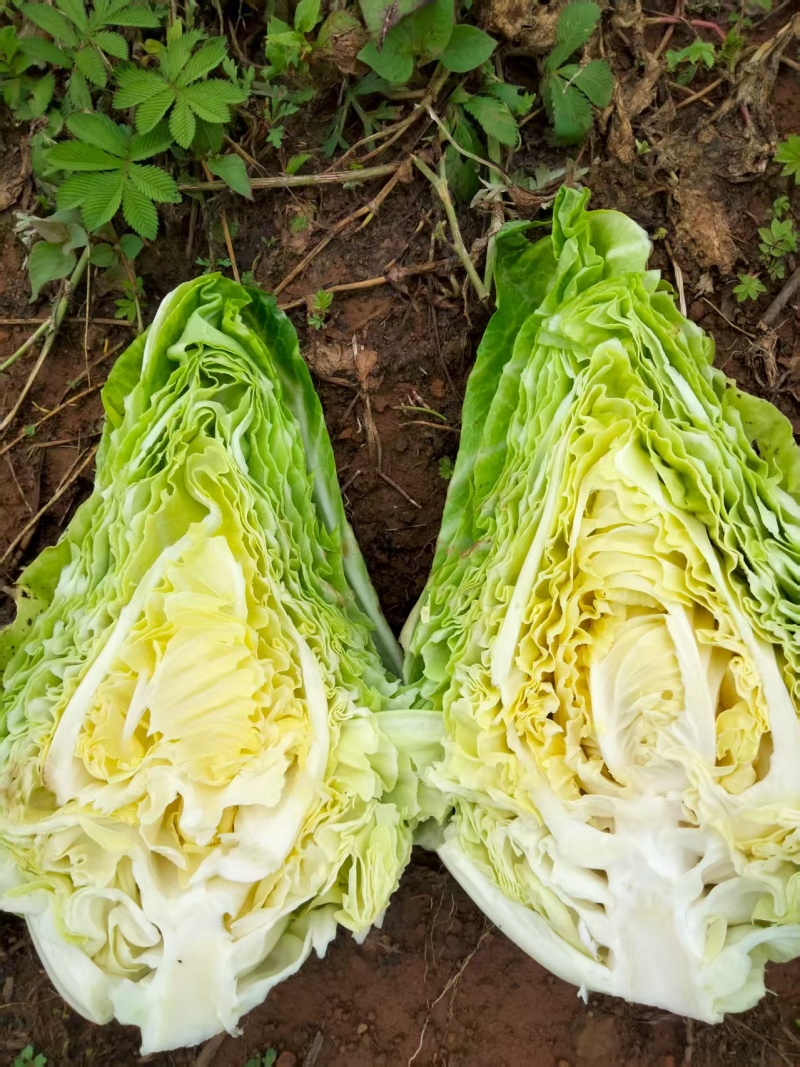云南昭通牛心甘蓝现砍现发产地直销