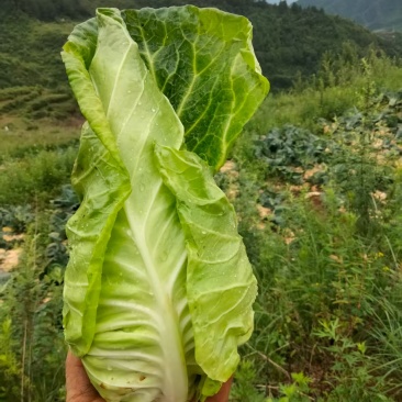 云南昭通牛心甘蓝现砍现发产地直销