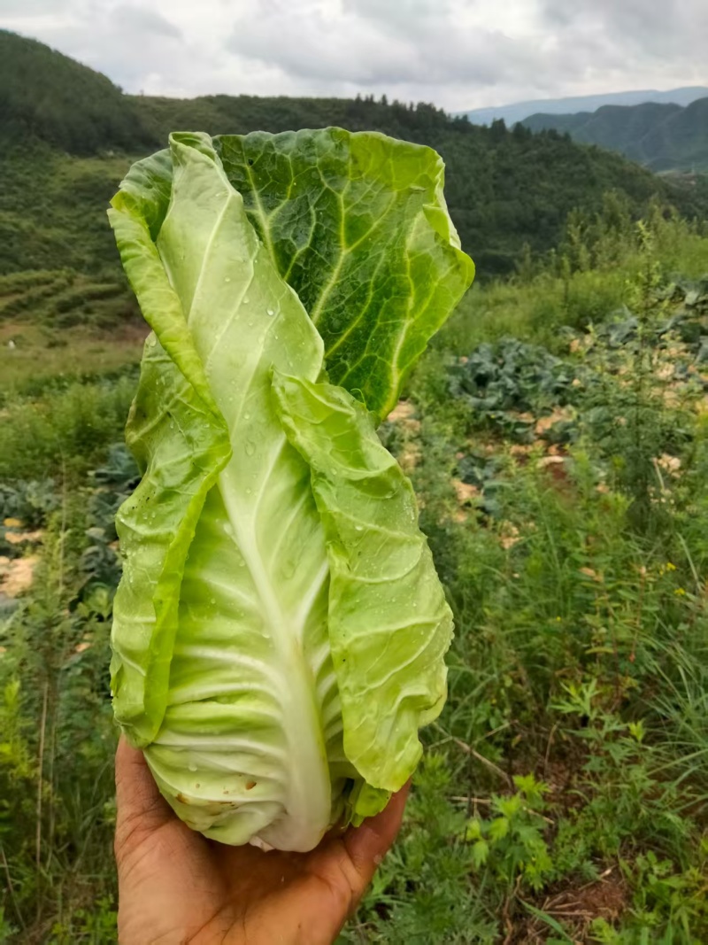 云南昭通牛心甘蓝现砍现发产地直销