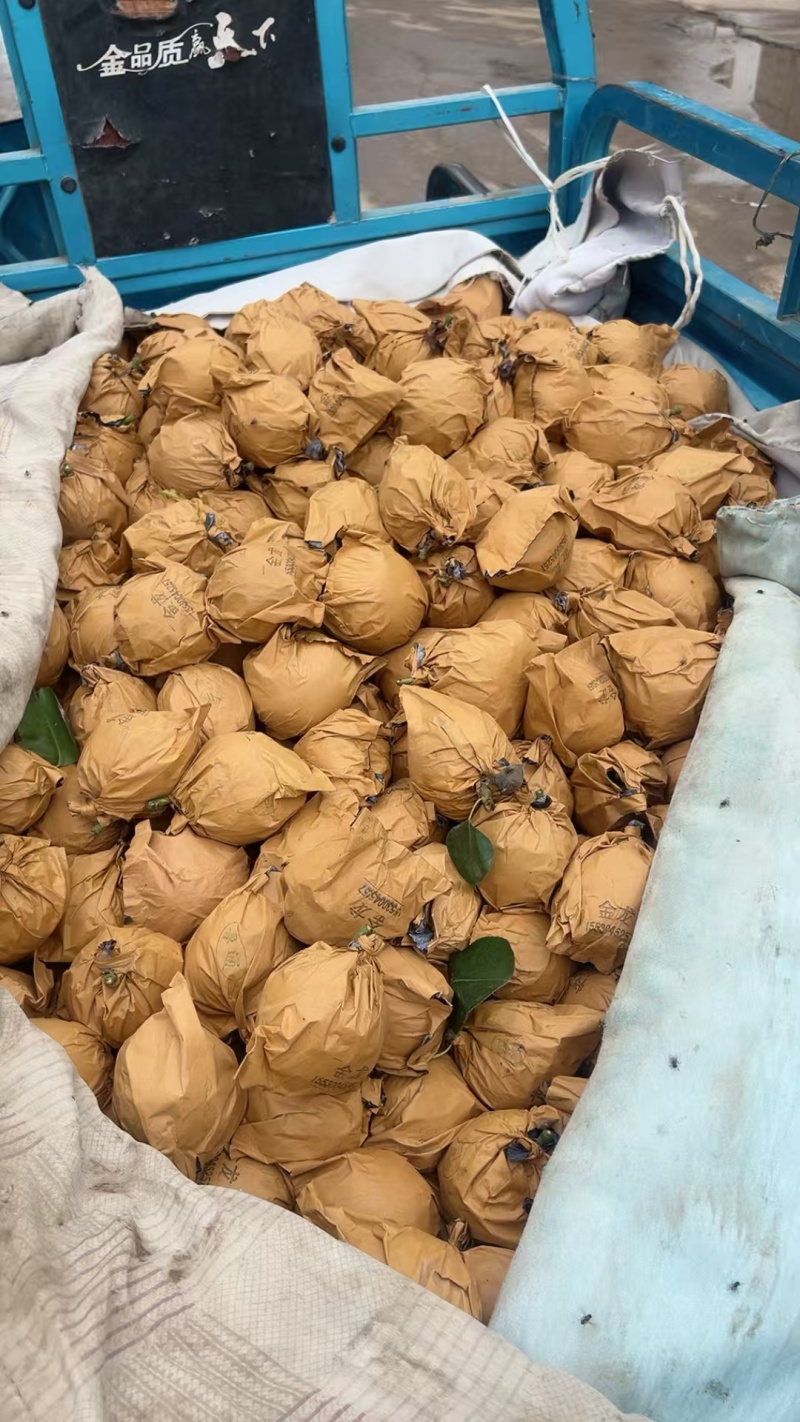 黄冠梨大量上市！承招全国各地客商货源充足