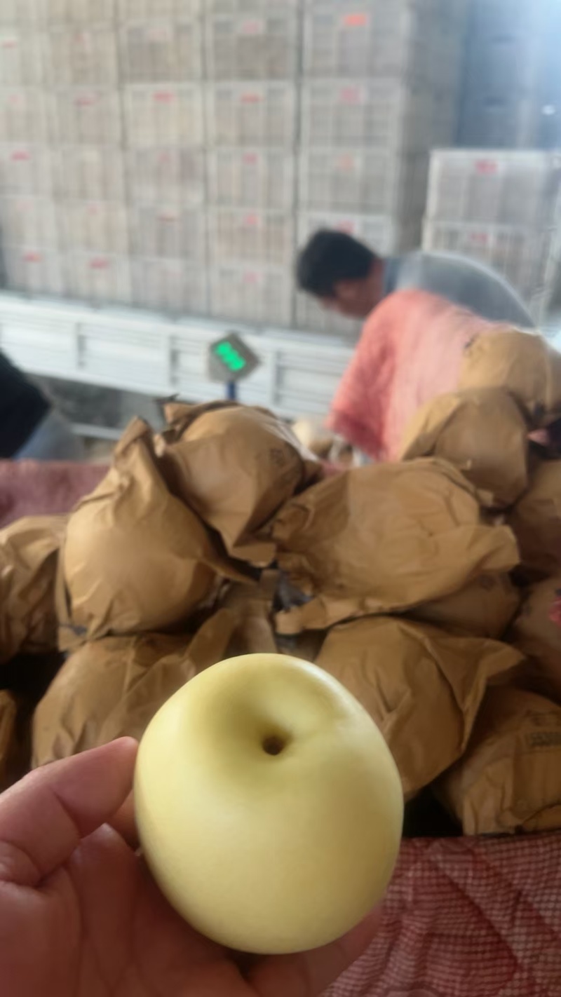 黄冠梨大量上市！承招全国各地客商货源充足