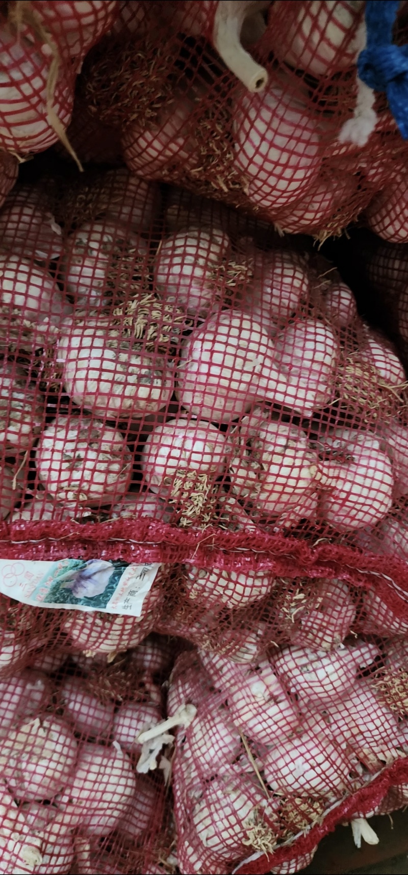 500吨大蒜急售