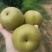 建宁翠冠梨
