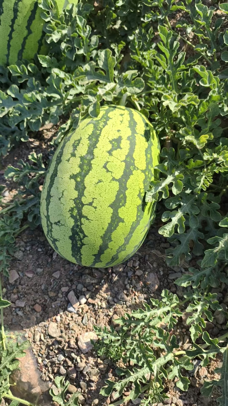 正宗宁夏石头瓜