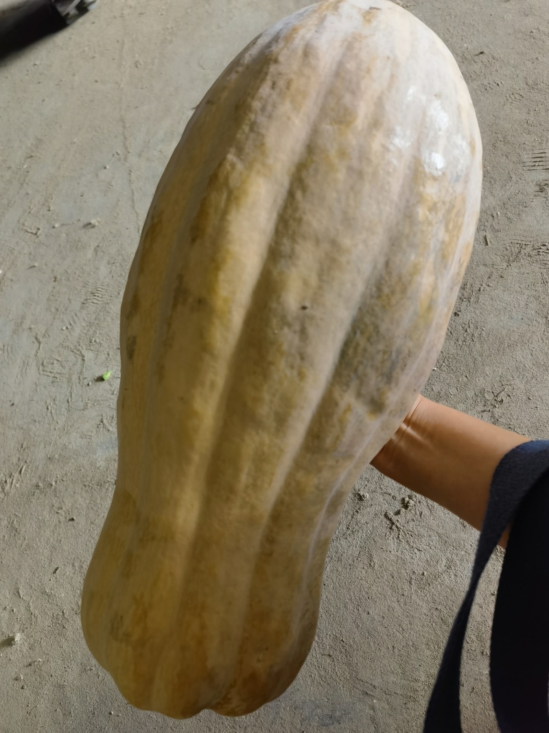 金韩蜜本南瓜