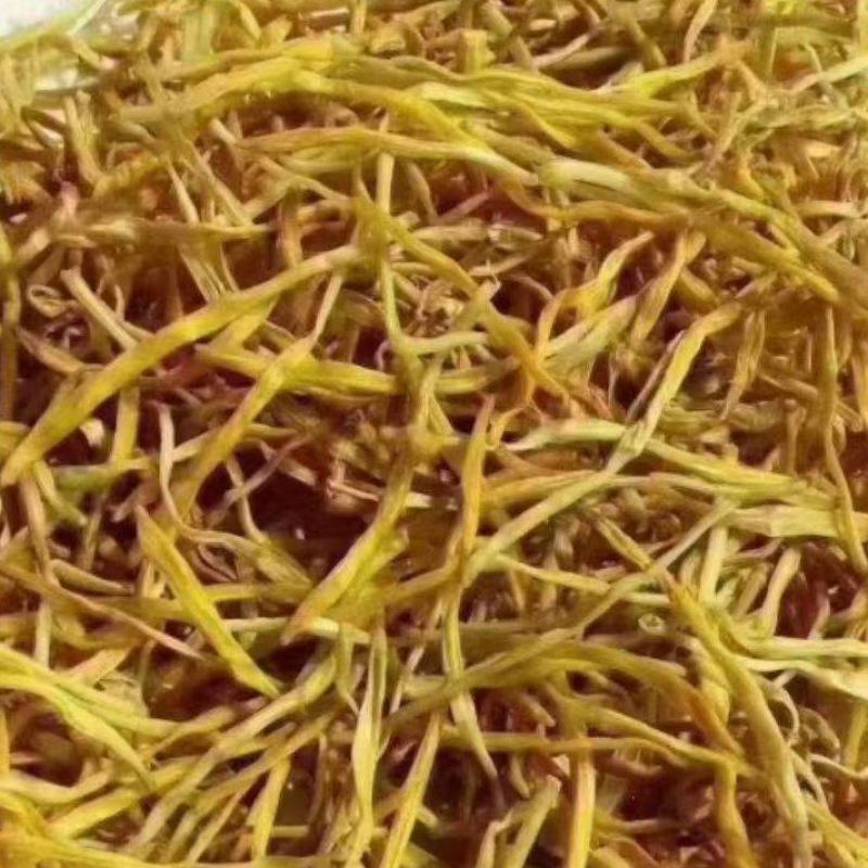 河南千亩黄花菜基地直销量大质优价格优惠欢迎咨询采购