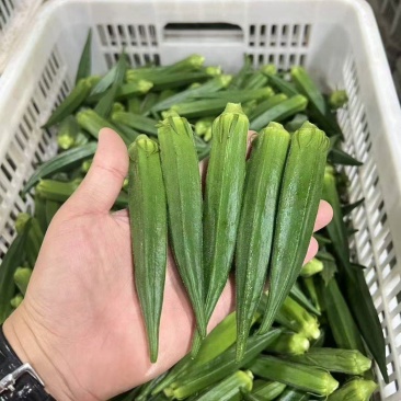 秋葵