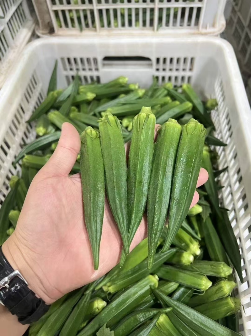 秋葵