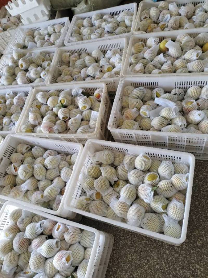 你们久等的，建宁锦绣黄桃，准备开始上市了，家人们