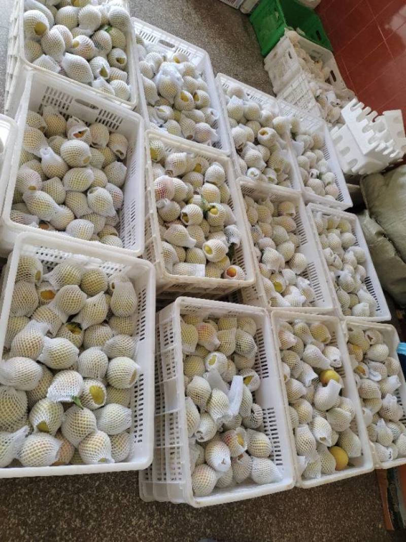 你们久等的，建宁锦绣黄桃，准备开始上市了，家人们