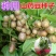 铁棍山药种子可盆栽十天成攀藤绿植苗90天可采摘