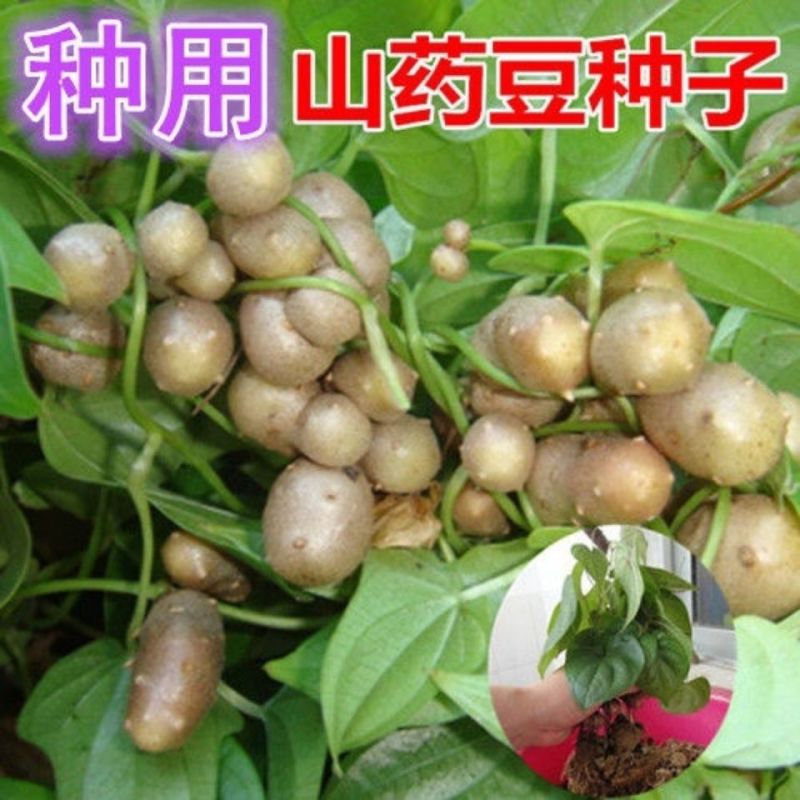 铁棍山药种子可盆栽十天成攀藤绿植苗90天可采摘