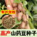 铁棍山药种子可盆栽十天成攀藤绿植苗90天可采摘