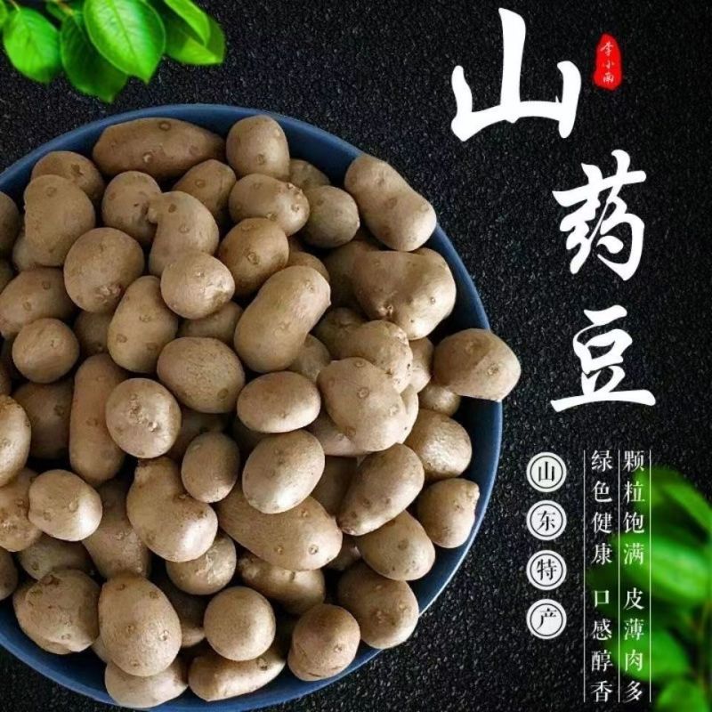 铁棍山药种子可盆栽十天成攀藤绿植苗90天可采摘
