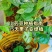 铁棍山药种子可盆栽十天成攀藤绿植苗90天可采摘