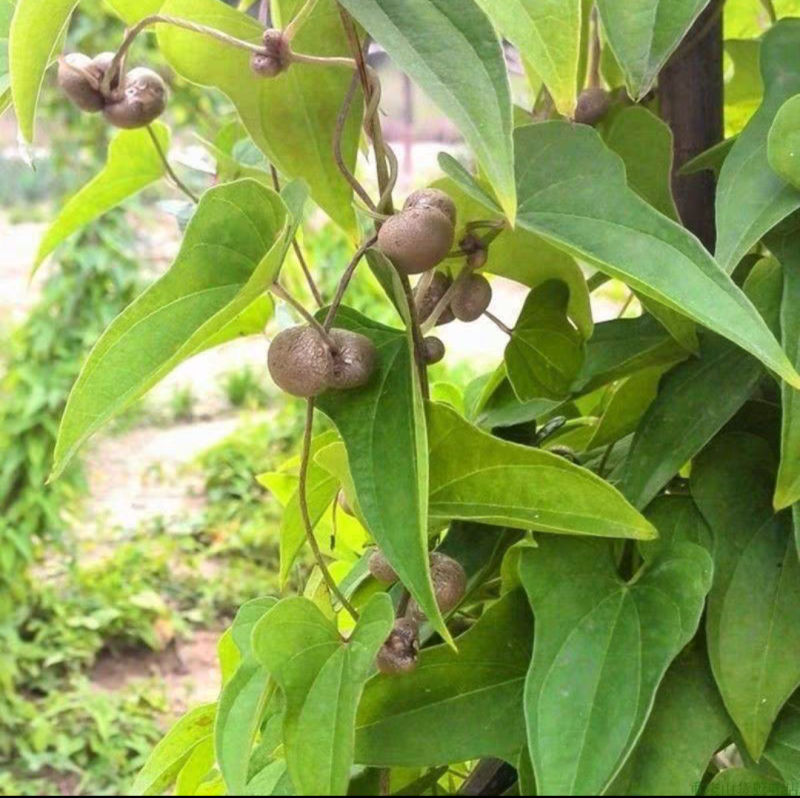 铁棍山药种子可盆栽十天成攀藤绿植苗90天可采摘
