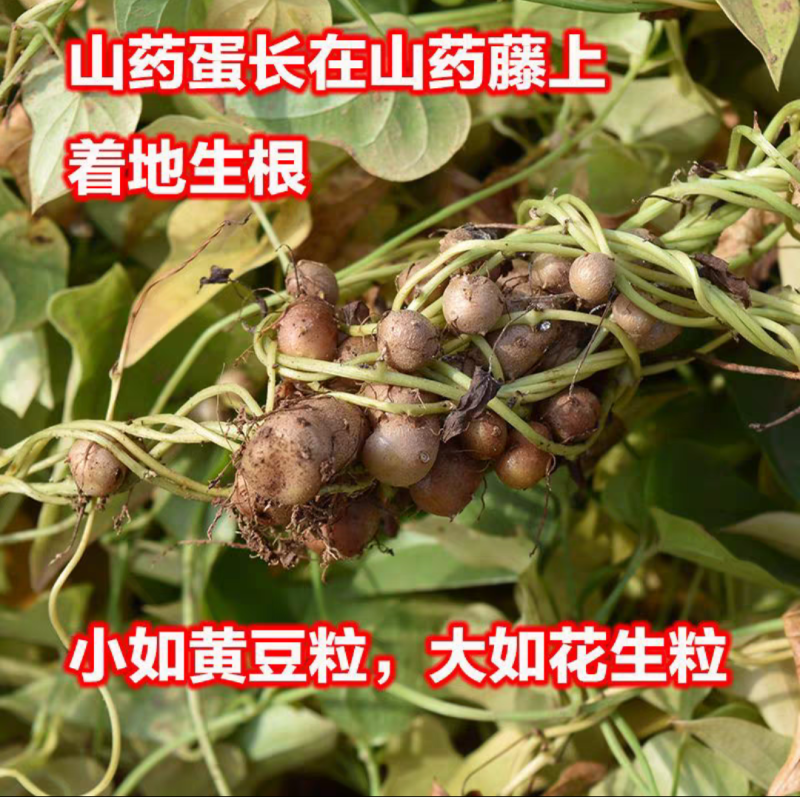 铁棍山药种子可盆栽十天成攀藤绿植苗90天可采摘
