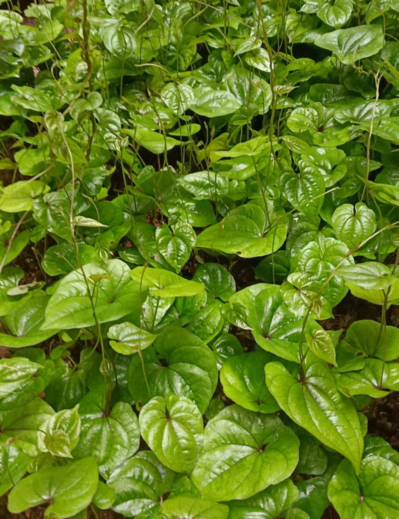 铁棍山药种子可盆栽十天成攀藤绿植苗90天可采摘