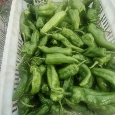 四川遂宁蓬溪荷叶二薄皮大青椒，大量上市。