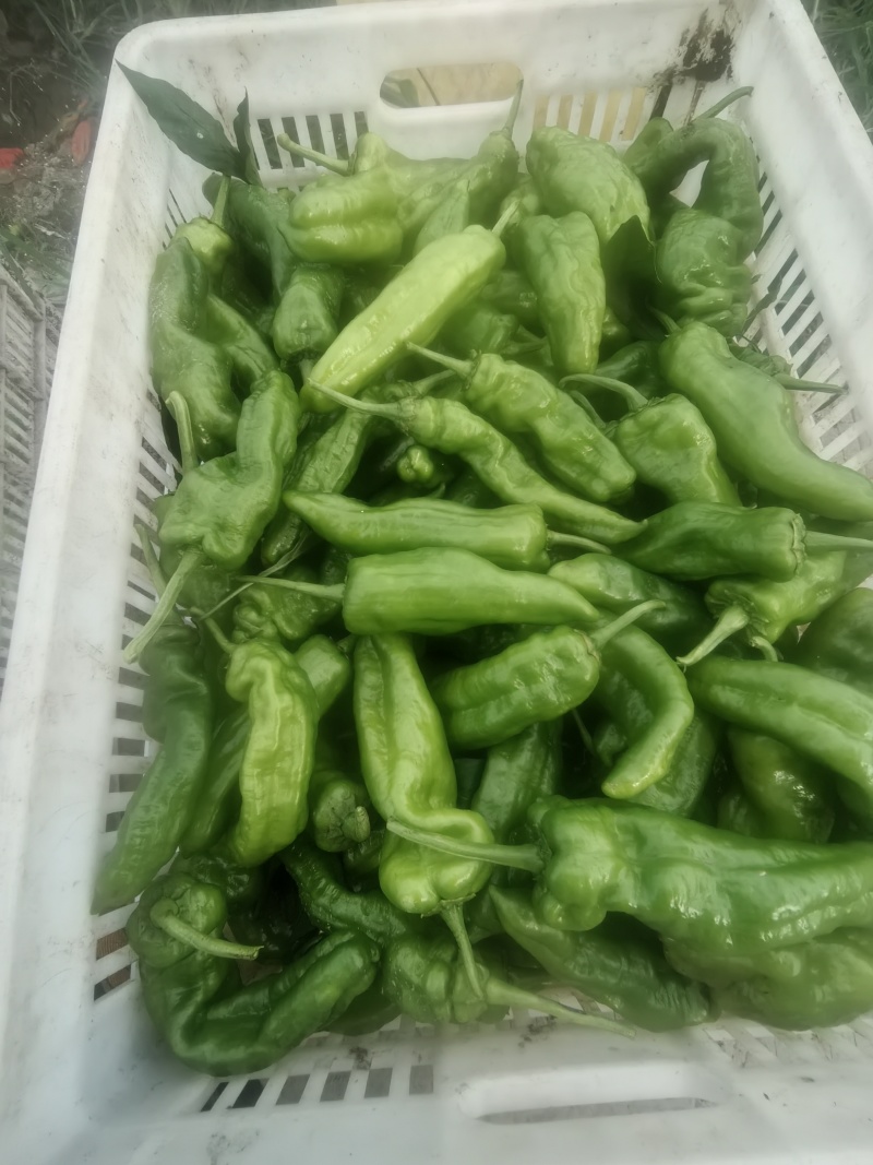 四川遂宁蓬溪荷叶二薄皮大青椒，大量上市。