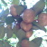 大量供应山油茶袋苗自产自销价格优惠造林**