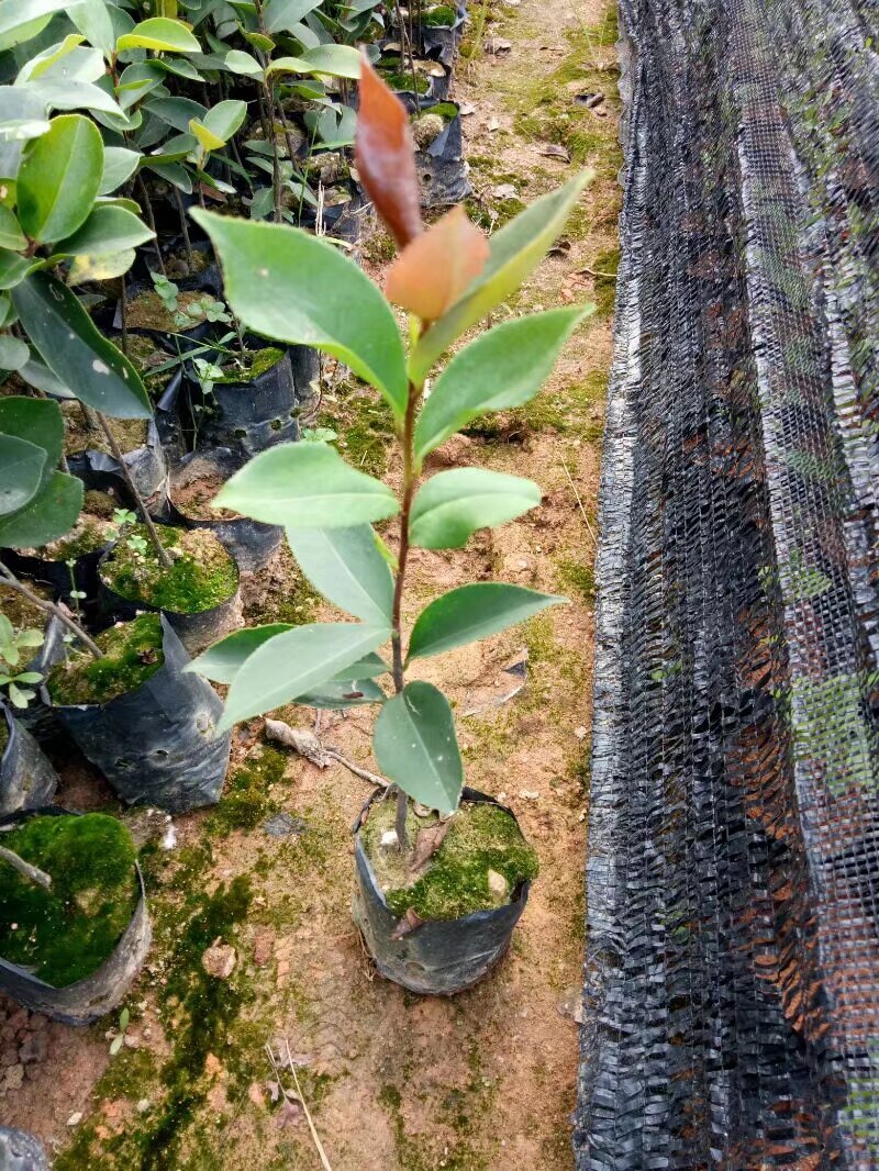 大量供应山油茶袋苗自产自销价格优惠造林**