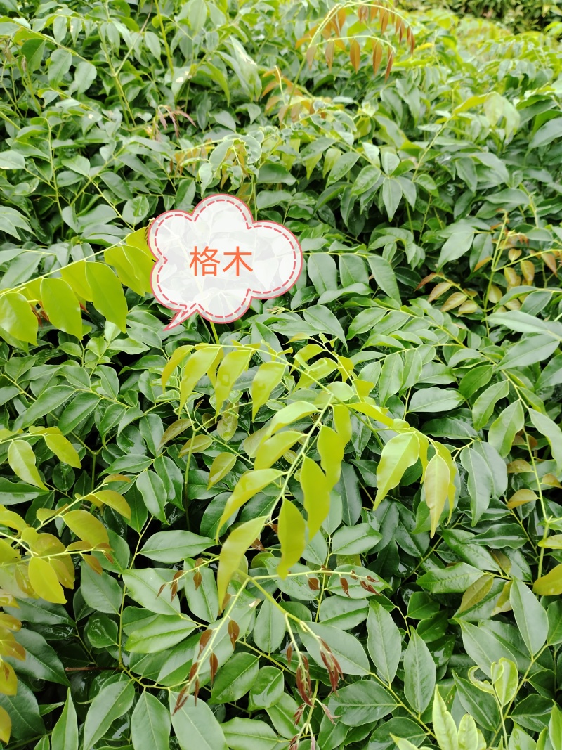大量供应山油茶袋苗自产自销价格优惠造林**