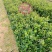 大量供应山油茶袋苗自产自销价格优惠造林**