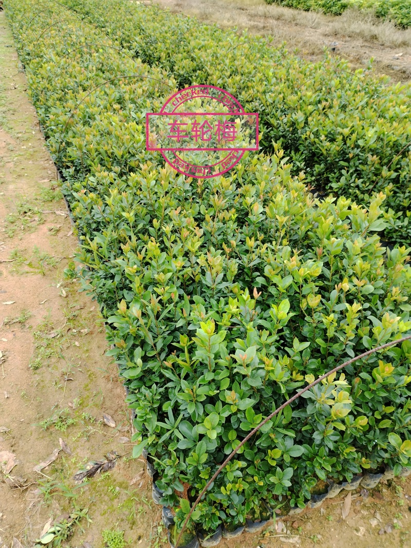 大量供应山油茶袋苗自产自销价格优惠造林**