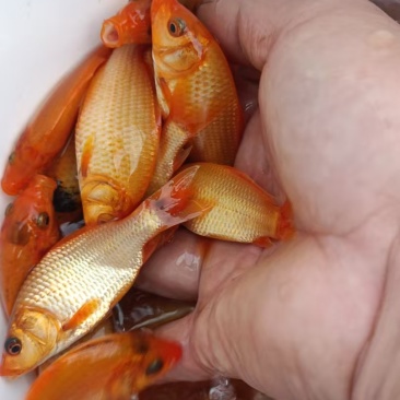 红鲤鱼鱼苗，60个一斤左右，大量，要多少抓多少