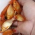 红鲤鱼鱼苗，60个一斤左右，大量，要多少抓多少
