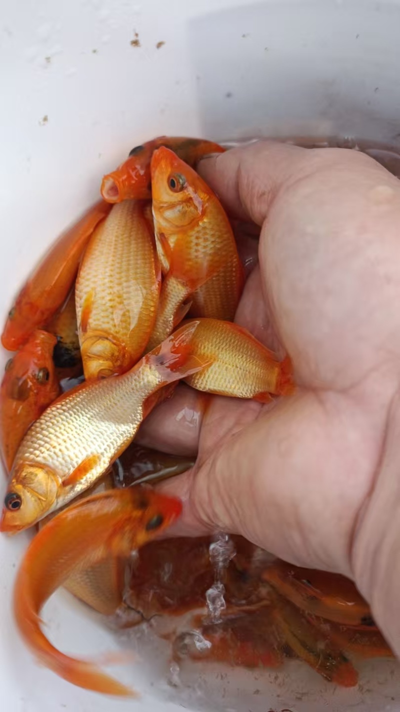 红鲤鱼鱼苗，60个一斤左右，大量，要多少抓多少