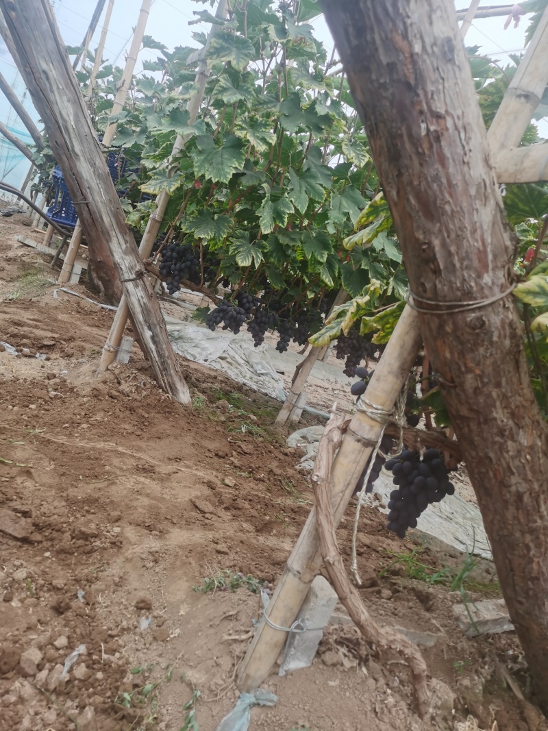 A17葡萄已成熟，饶阳A17大量上市，老百姓急得哇哇哭