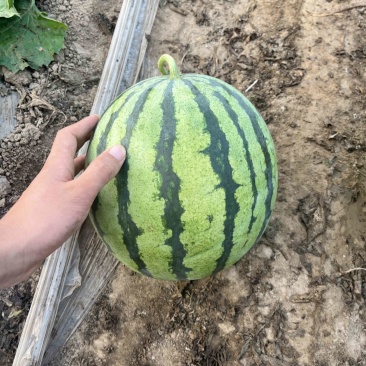 美都西瓜大兴采育，供应量充足