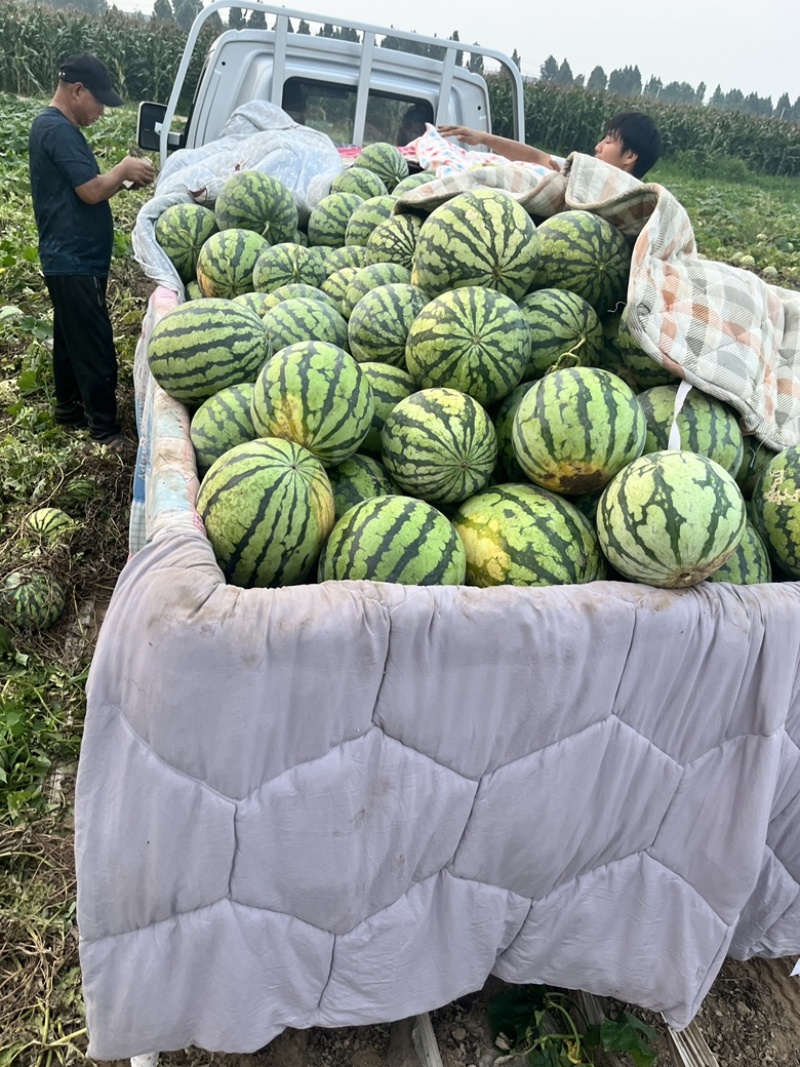 美都西瓜大兴采育，供应量充足