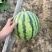 美都西瓜大兴采育，供应量充足