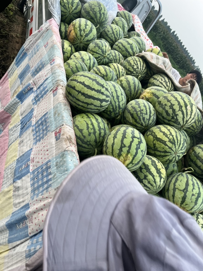 美都西瓜大兴采育，供应量充足