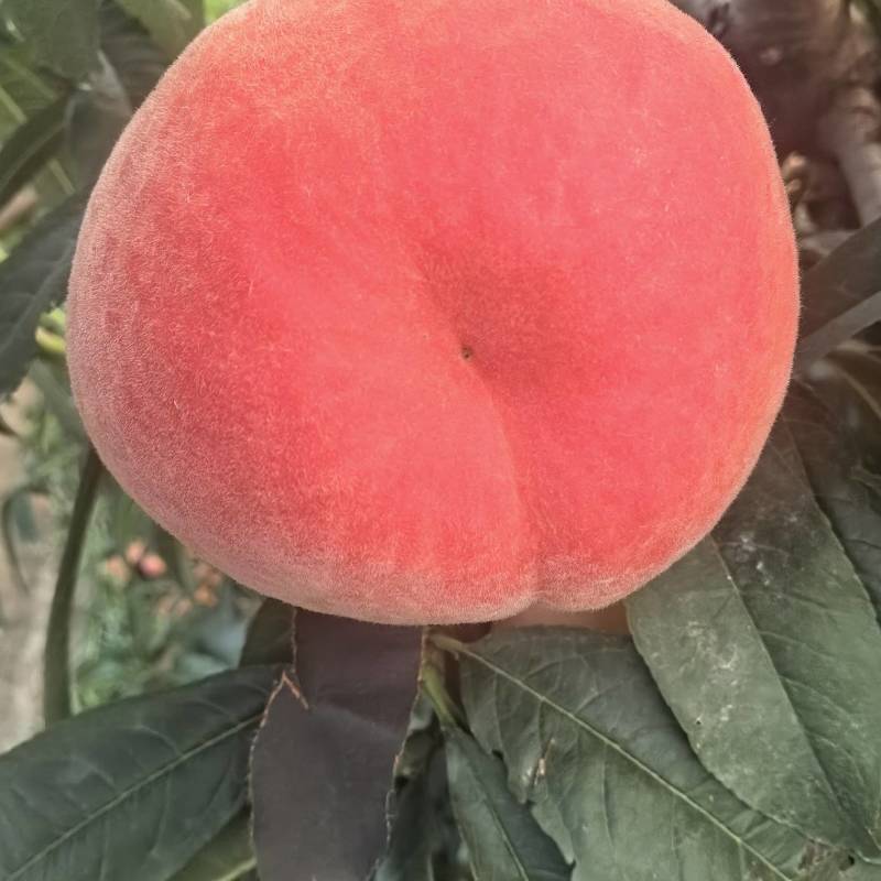 百亩八号纸袋毛桃产地直供保质保量一手货源纯甜硬质无酸