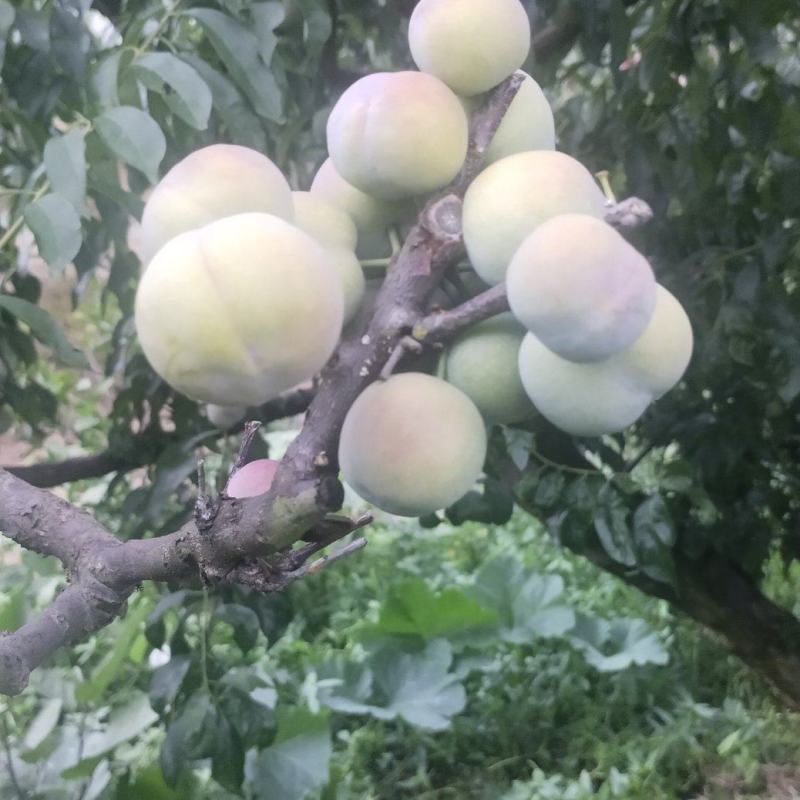 半边红现摘现发品质保证欢迎来电洽谈诚信经营