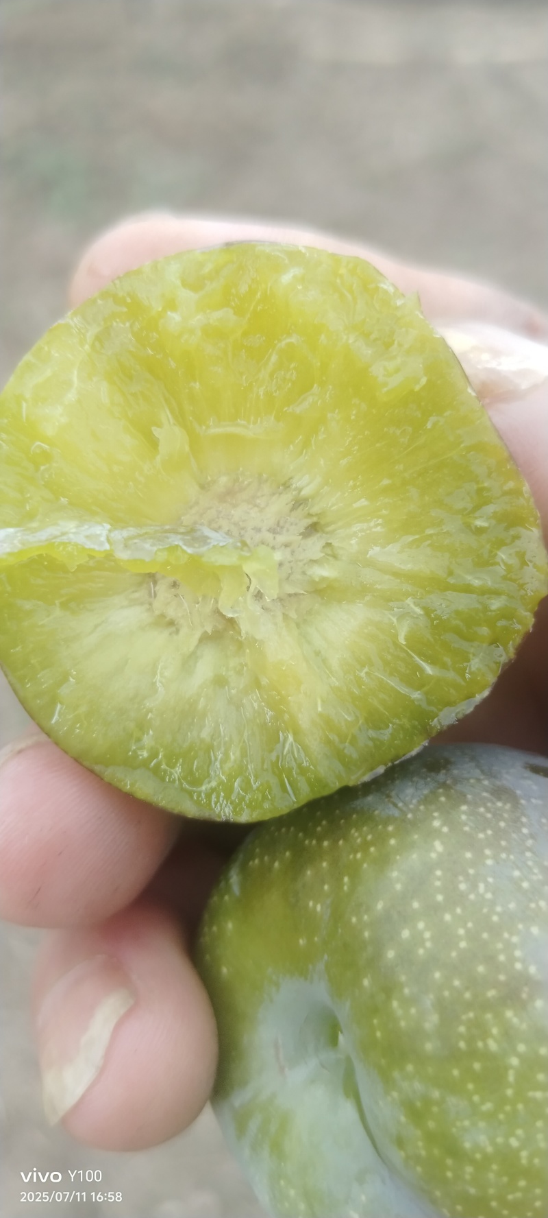 半边红现摘现发品质保证欢迎来电洽谈诚信经营