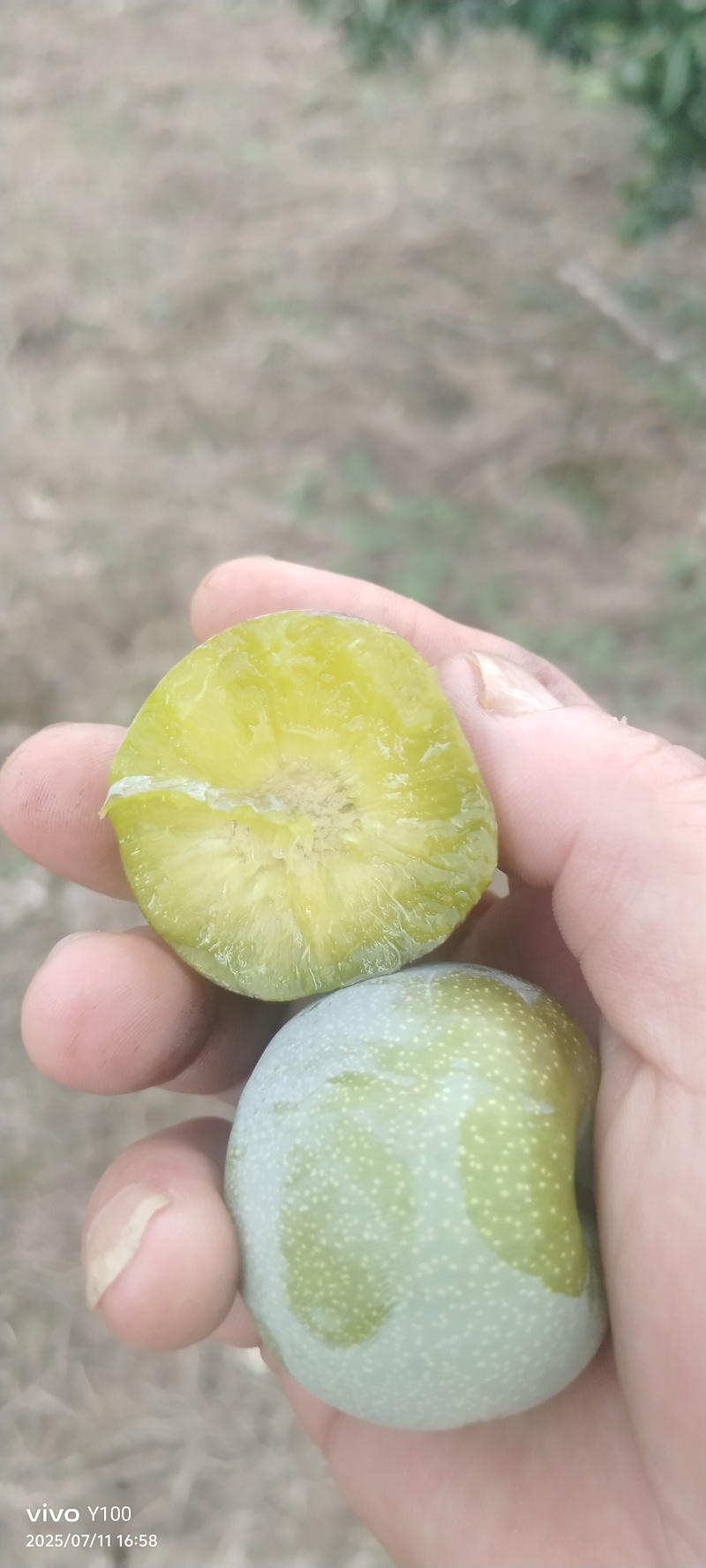 半边红现摘现发品质保证欢迎来电洽谈诚信经营