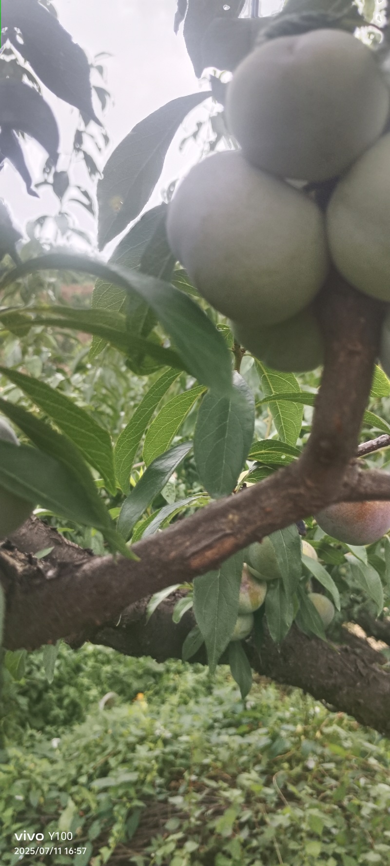 半边红现摘现发品质保证欢迎来电洽谈诚信经营
