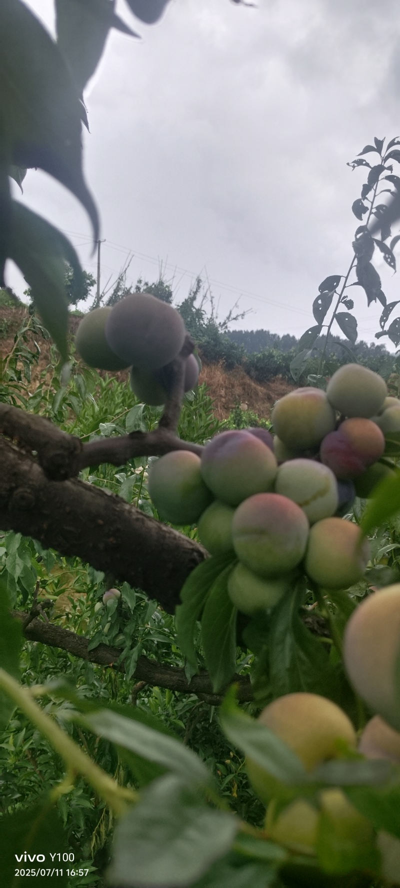 半边红现摘现发品质保证欢迎来电洽谈诚信经营