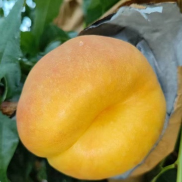 黄金油蟠桃蜜桃蟠7纸袋桃,种植基地,对接批发市场商超
