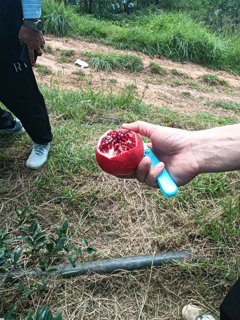 六月红石榴熟了。