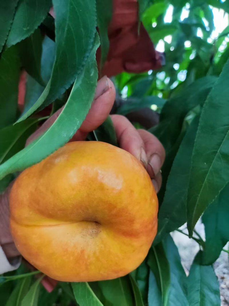 黄金油蟠桃蜜桃蟠7纸袋桃，种植基地，对接批发市场商超