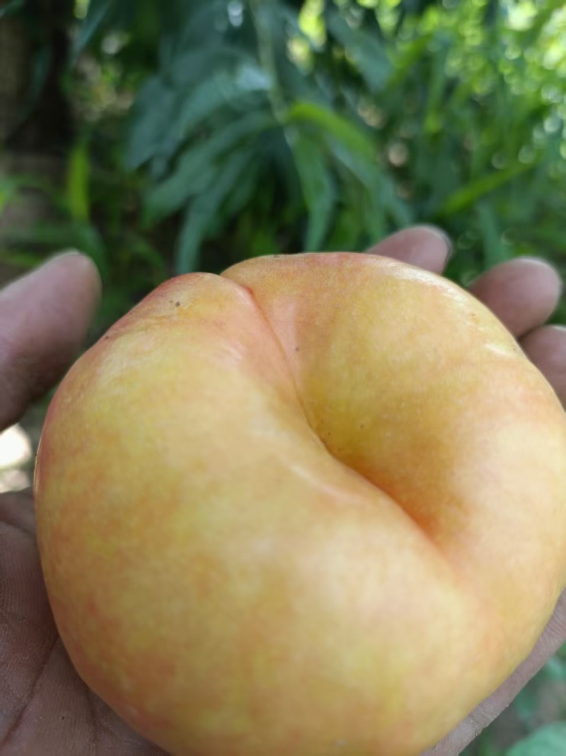 黄金油蟠桃蜜桃蟠7纸袋桃，种植基地，对接批发市场商超